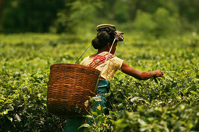 Assam Tea | Indian Press A tea worker harvests leaves in a lush green plantation, showcasing India's important tea export industry.