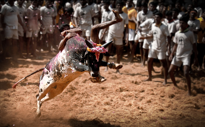 Jallikattu | Indian Press A participant bravely attempts to tame a bull during Jallikattu, a traditional sport in Tamil Nadu and part of the Pongal.