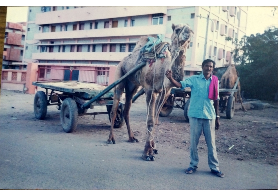 Kandla Port | Indian Press A man leads a camel pulling a cart near buildings at Kandla Port, illustrating trade and special economic zones.