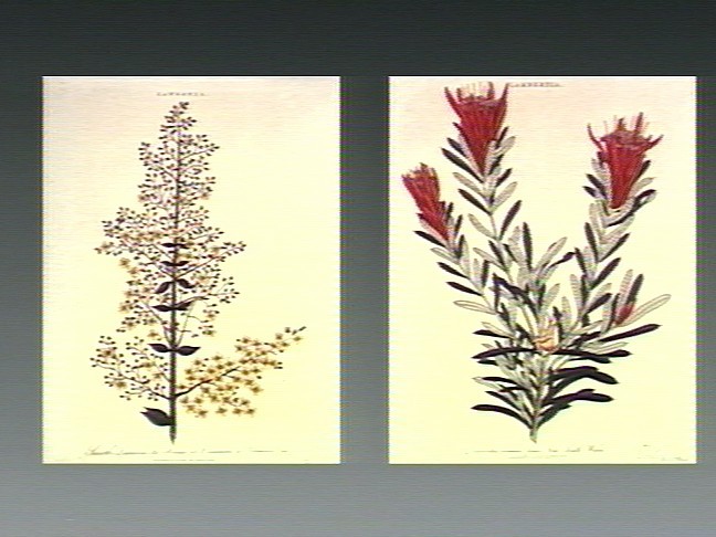 Mehndi | Indian Press Two botanical prints show pressed henna plant specimens, illustrating the art of mehndi and Indian culture.