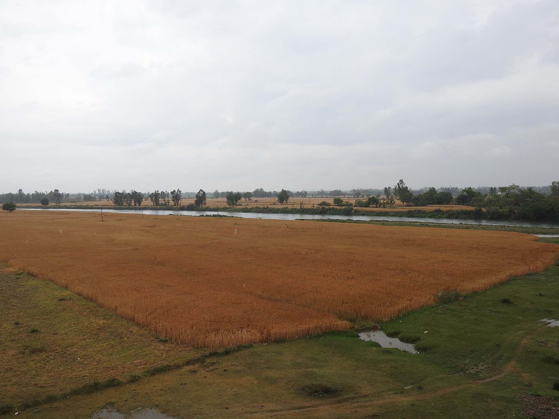 Punjab Wheat Harvest | Indian Press Golden wheat fields and a river flow through the rural landscape of Punjab, showcasing Indian agriculture.